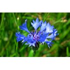 Eau florale de bleuet bio 250ml