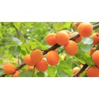 Huile d'abricot certifié bio 50ml