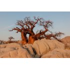 Huile de baobab certifié bio