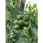 arbre de macadamia