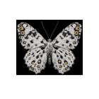 broderie papillon de nuit